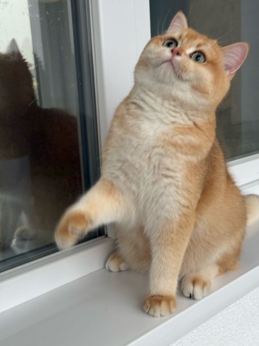 Btitish shorthair. golden