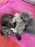 Scottish Fold de vanzare