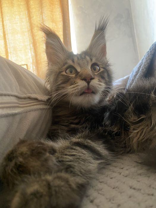 Продам Мейн куна строго в вотсап