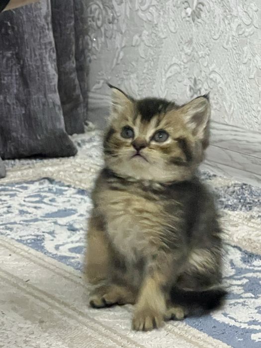 КОШКИ МУШУК британская шиншилла