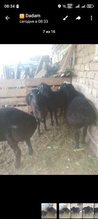 Quchqorlar boqilgan