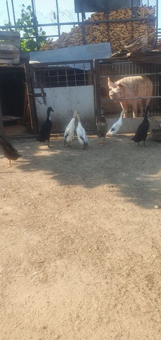 Rățoi alergătoare