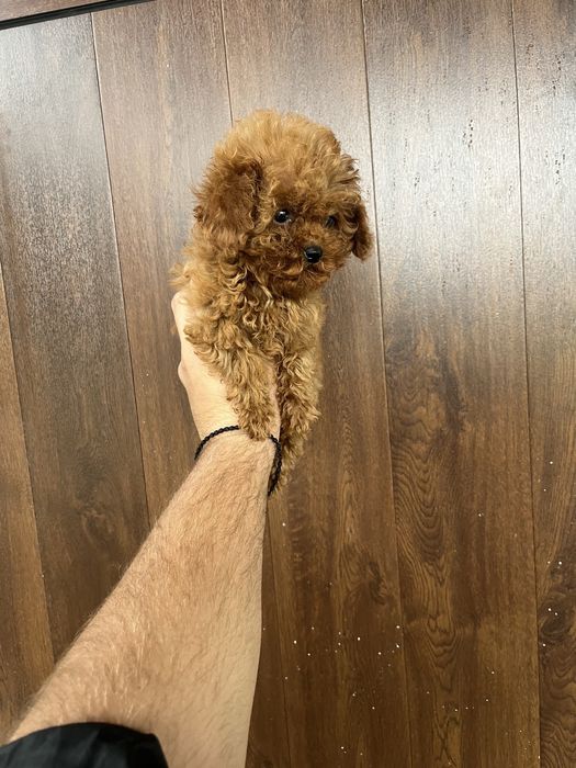 Тийкъп момичета пудел