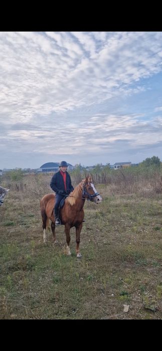Vând iapă extrem de cuminte