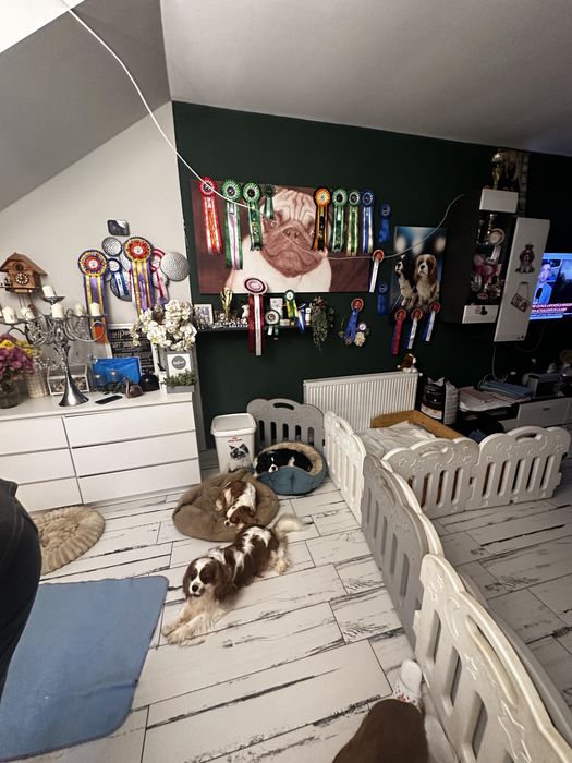 Cavalier king charles Spaniol