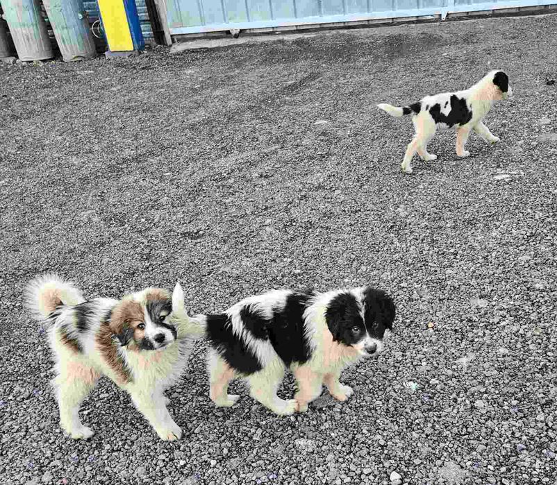 Търсим си стопани.