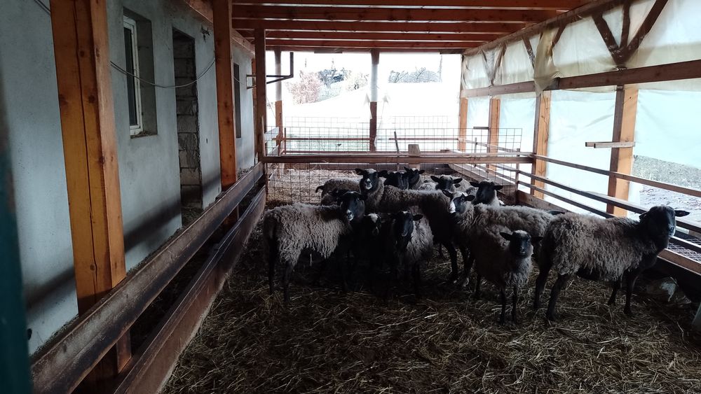 Vând oi rasa Romanov