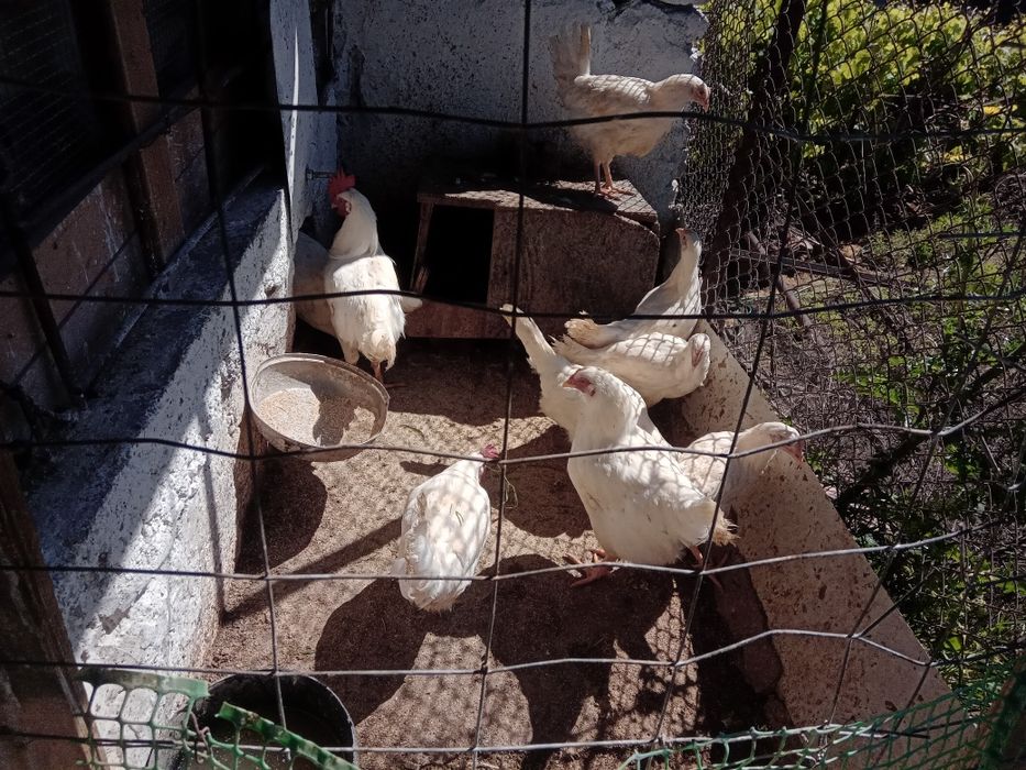 Бял Легхорн ярки на 5месеца