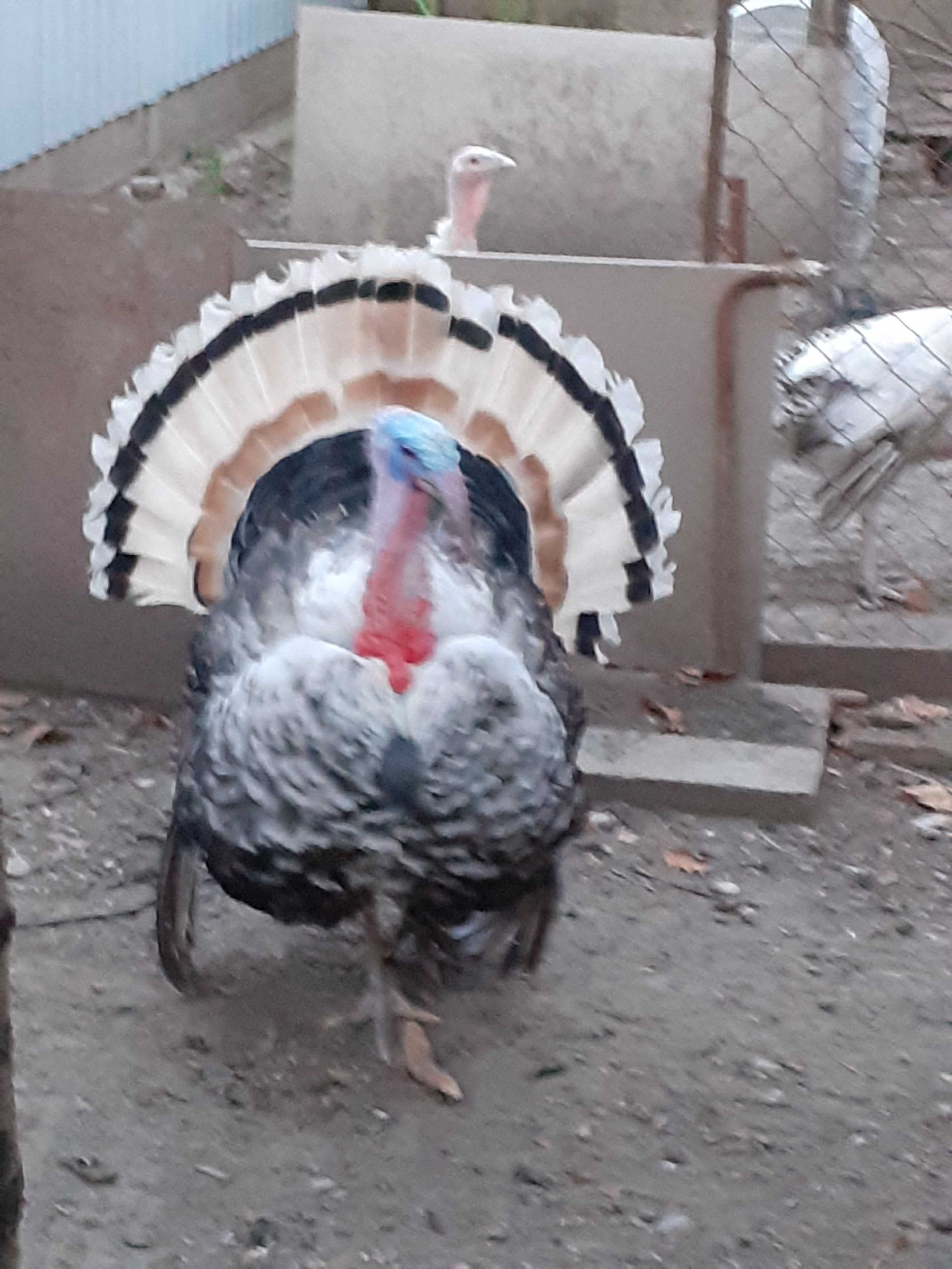 Ouă de curcă pentru incubat