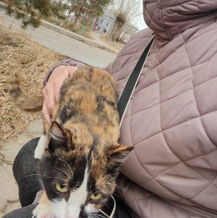 Ищем дом и любящих хозяев для молодой кошечки.