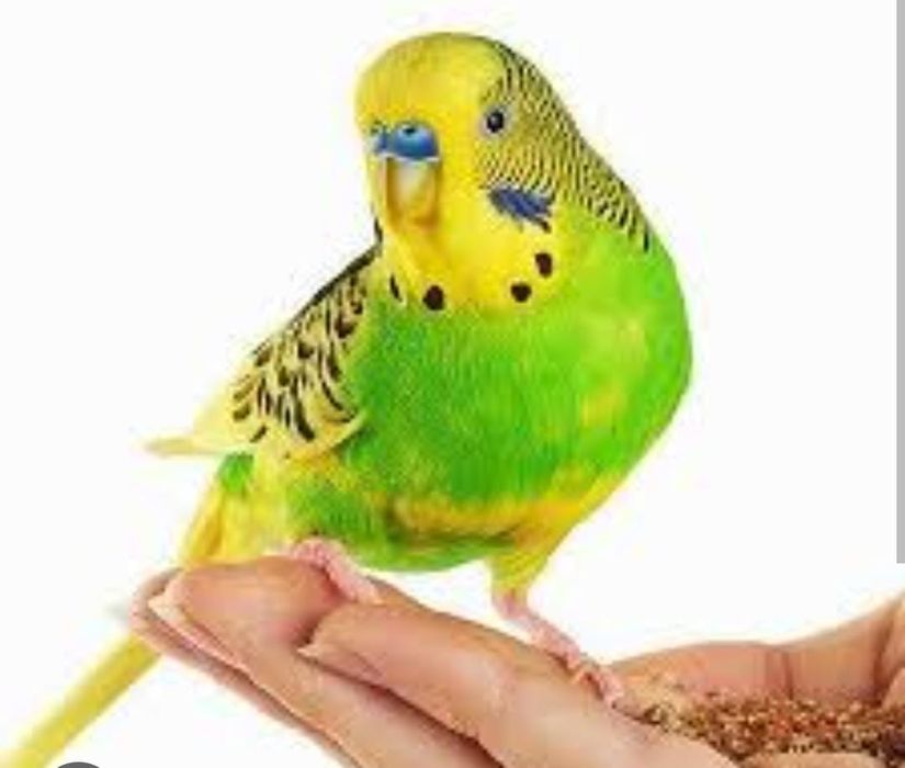 Продам попугаев волнистики