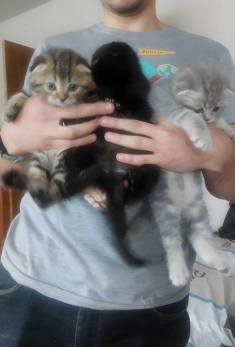 Продам породистых шотландских котят (Разные окрасы)