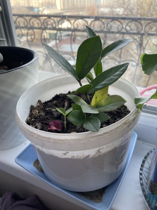 Цветы комнатные