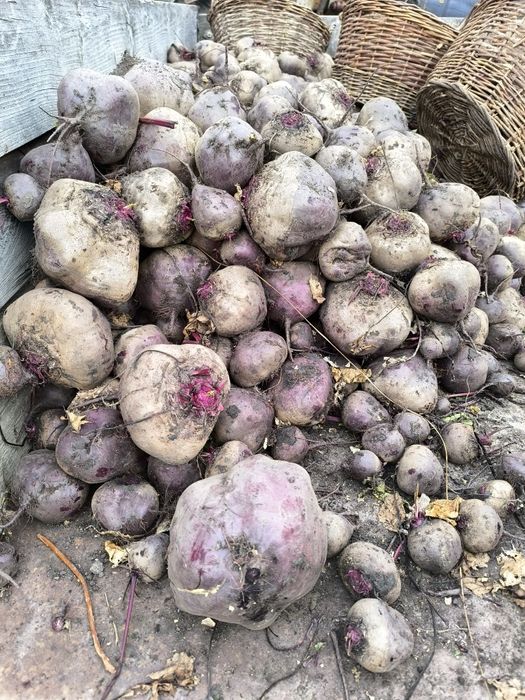 Vând sfeclă roșie Angro