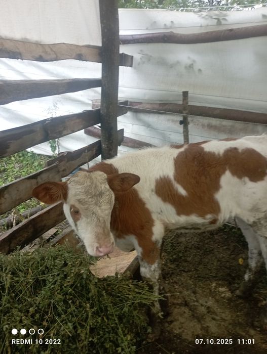 Vănd taur de 6 luni și două vițele una are 3 luni și cealată o lună