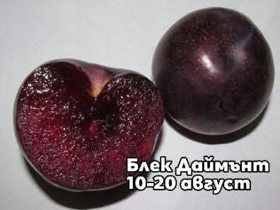 Овощни дръвчета сливи