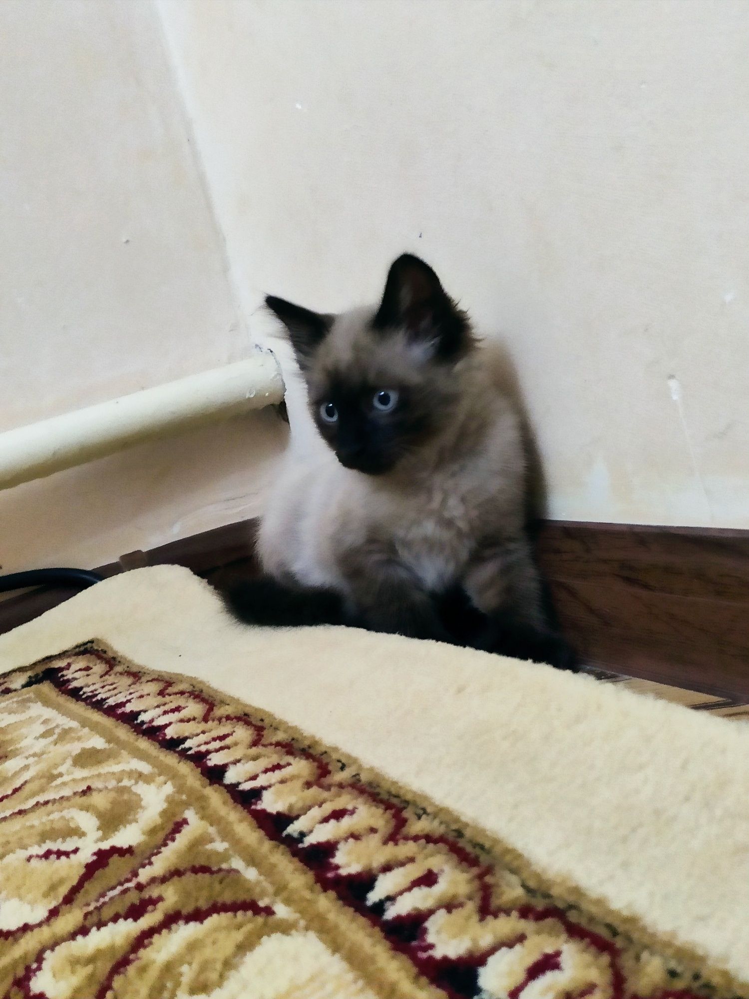 Сиамский котёнок мальчик 1.5 месяца