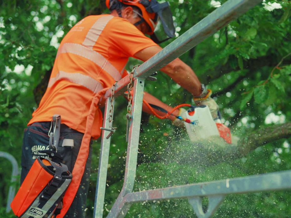 Рязане на опасни дървета с автовишка