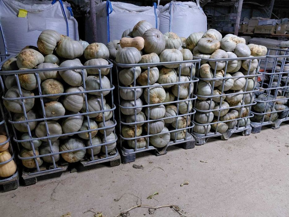 Vand dovleci placintari calitatea 1