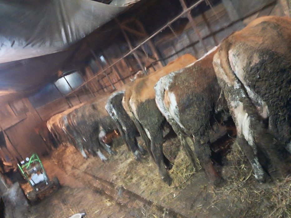 vamd 14 vaci de lapte