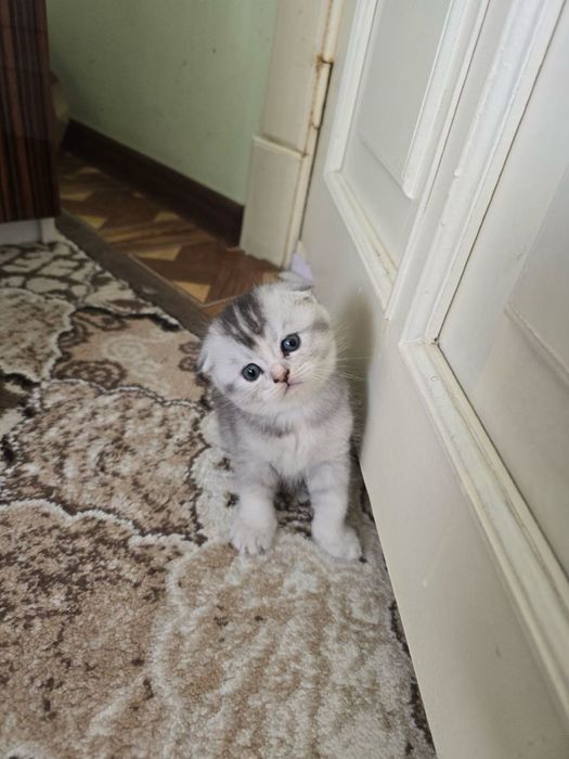 Скотиш фолд 1 ойлик
