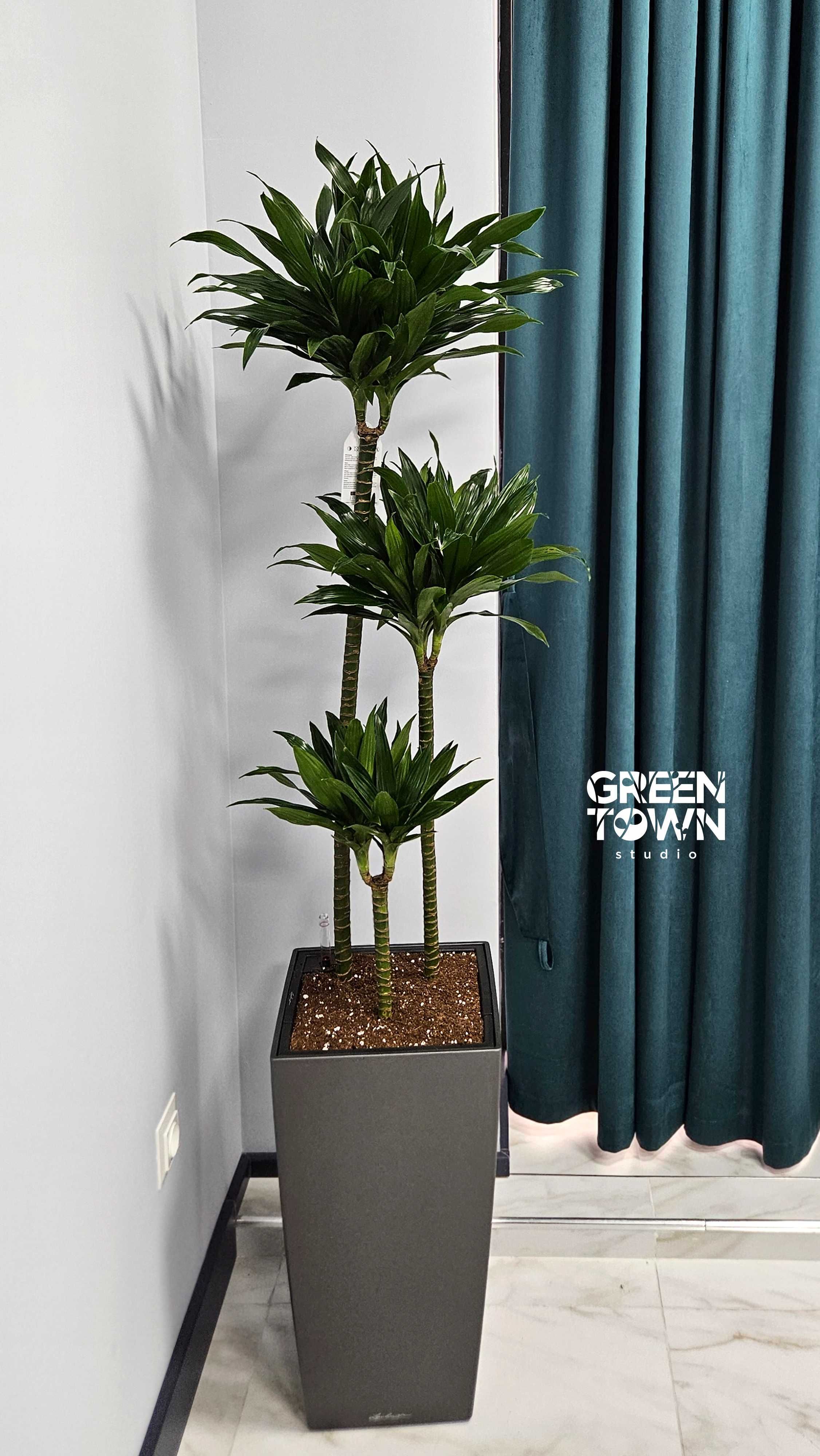 Непрехотливые комнатные  растения в ассортименте для дома и офиса