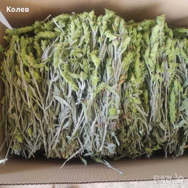 Продавам стрък Мурсалски (Пирински чай) реколта 2025 г.