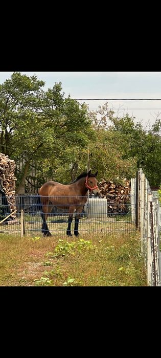 Vând mânză de 1 an și 1 lună