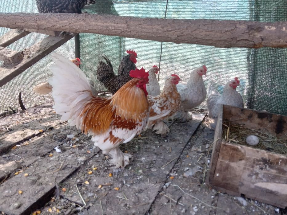 De vanzare Chabo. Mi de flor si strumschi