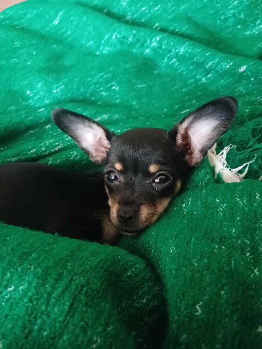 Женски мини чихопинчер