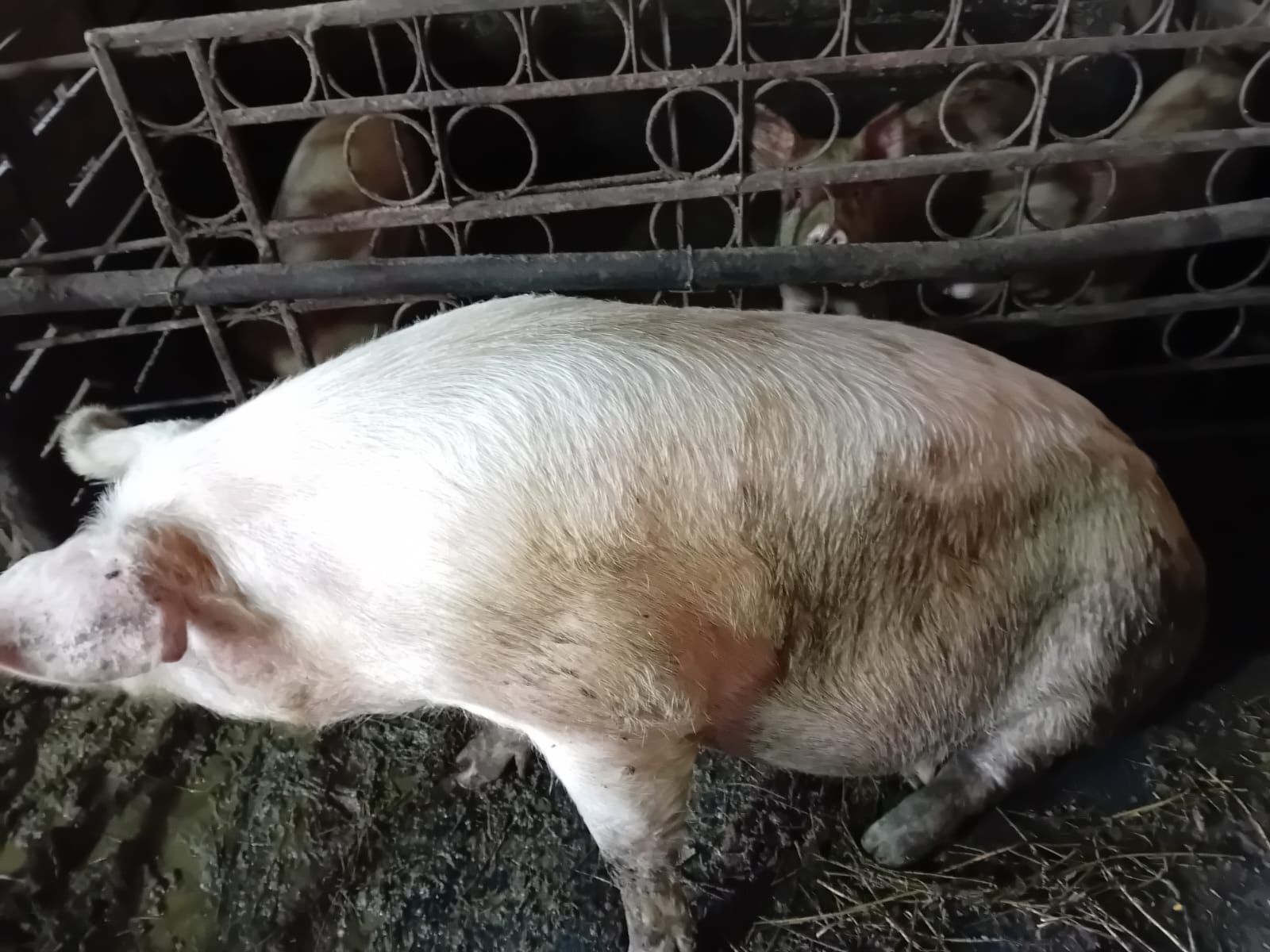 Vand iepuri masculi de rasa