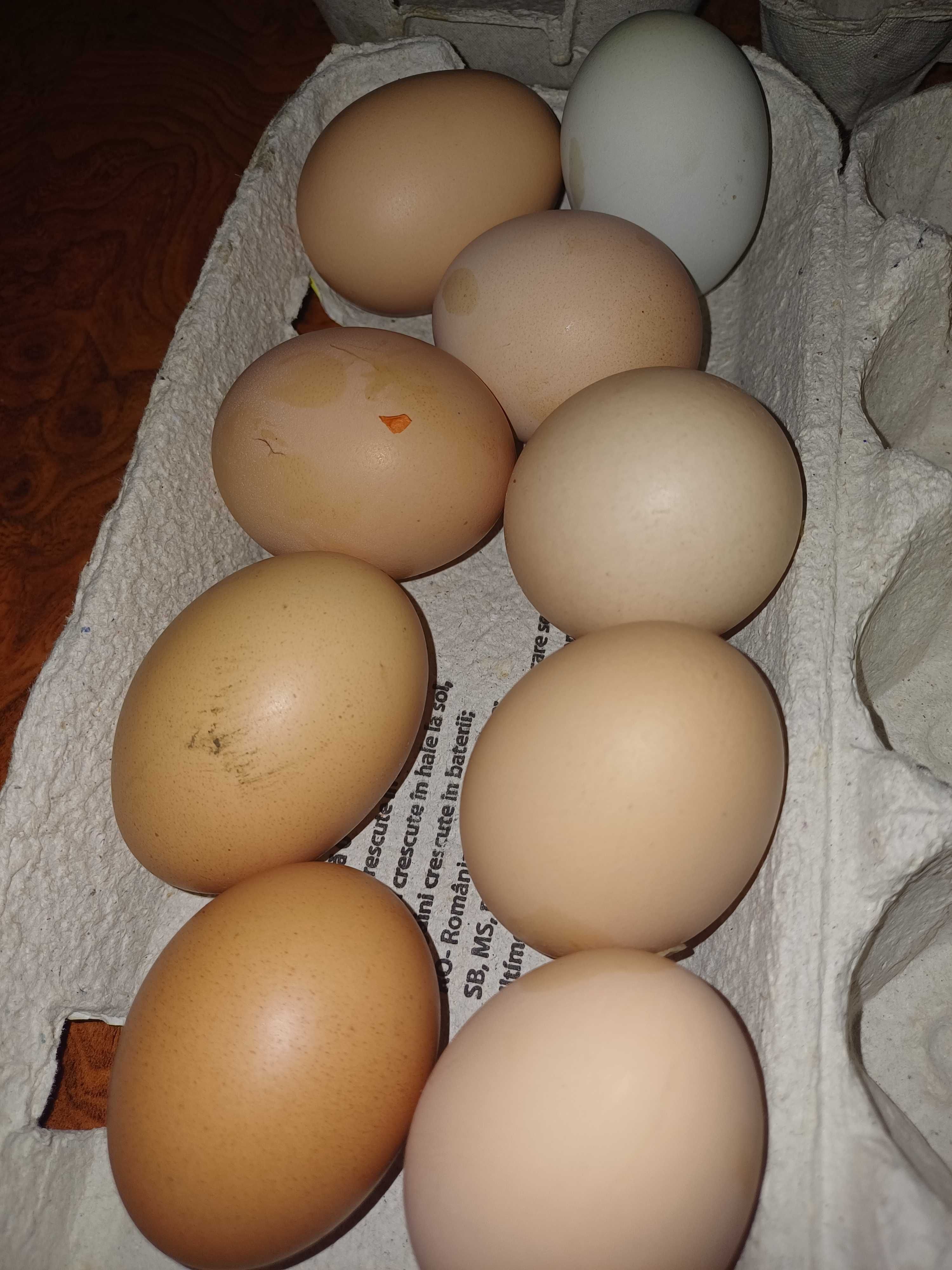 Vand oua gaina de casa in Micalaca Veche