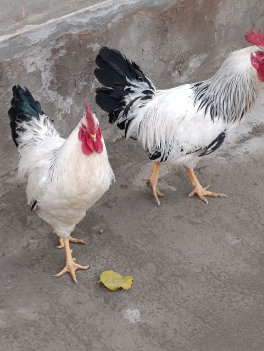 АДЛЕРСКАЯ товуклари сотилади