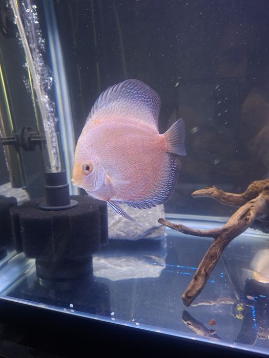 Аквариумистика аквариум