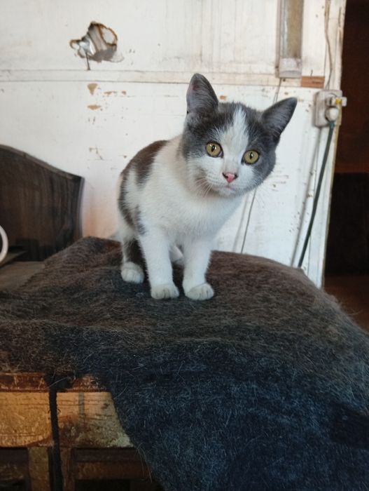 Котята ищут дом и добрых хозяев