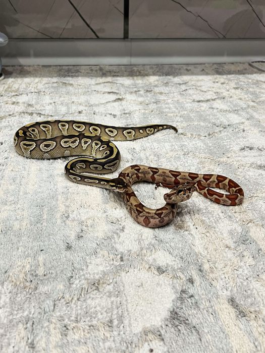 Продаю змею. Императорский удав