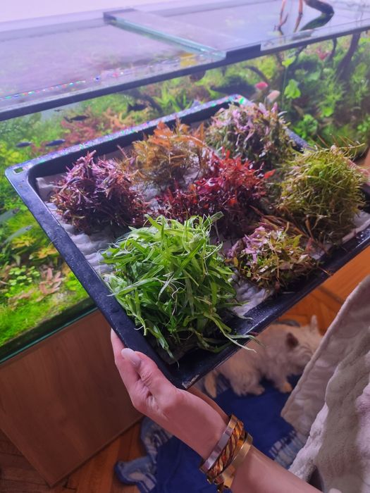 Plante Acvariu Colorate