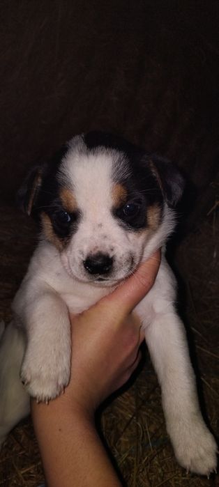 Donez puiuți de câine ! Nu am posibilitatea să-i păstrez!