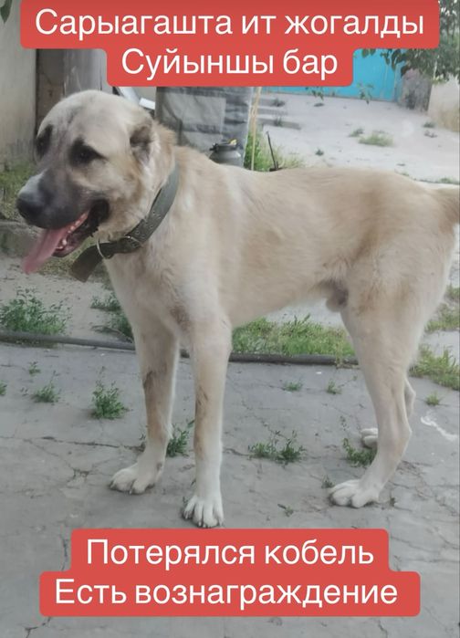 Молодой кобель потерялся