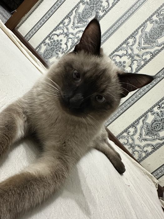 Siamskiy mushuk sotiladi