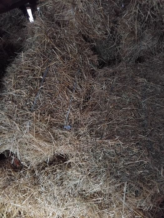 Baloți  paie de vânzare!