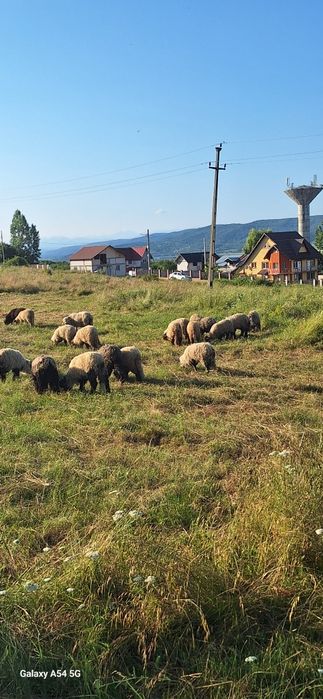 Vând oi si miei  de tinut sau taiat