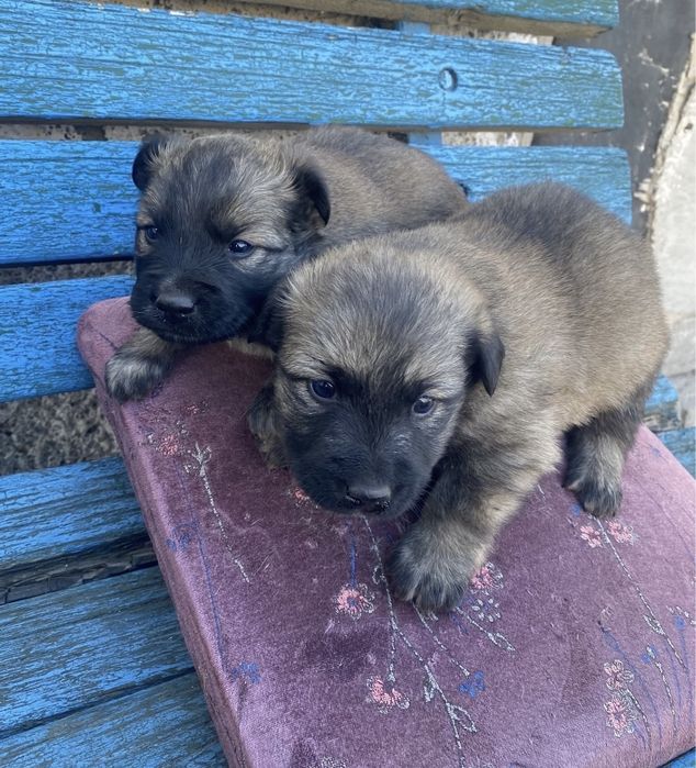 Щенки, щенята в добрые руки