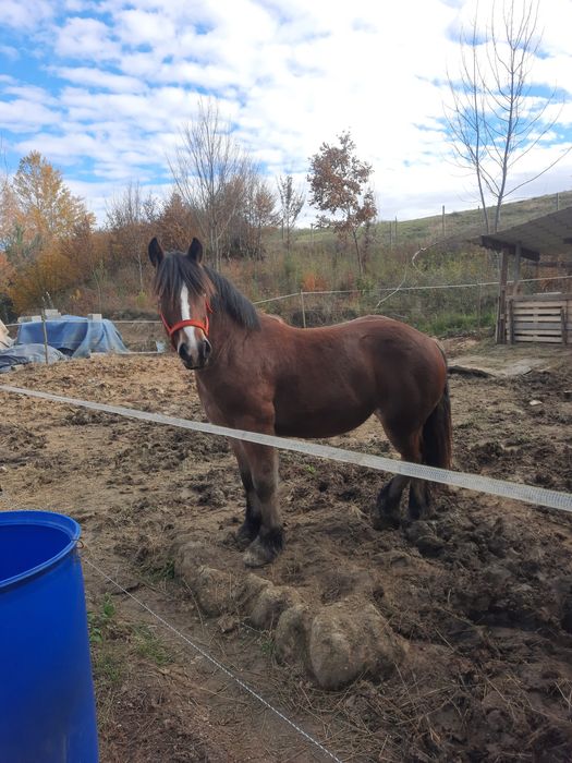 Manza de vanzare 1,6 luni