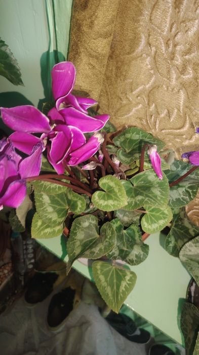 Цветок цикламен, комнатный