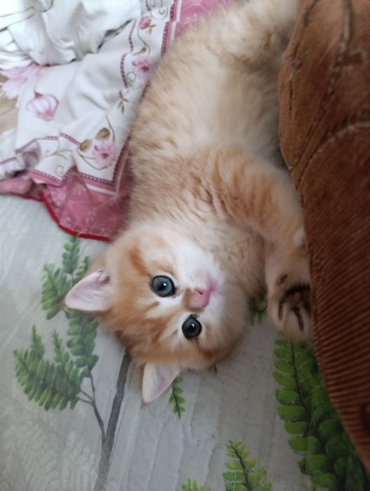 Продается котенок