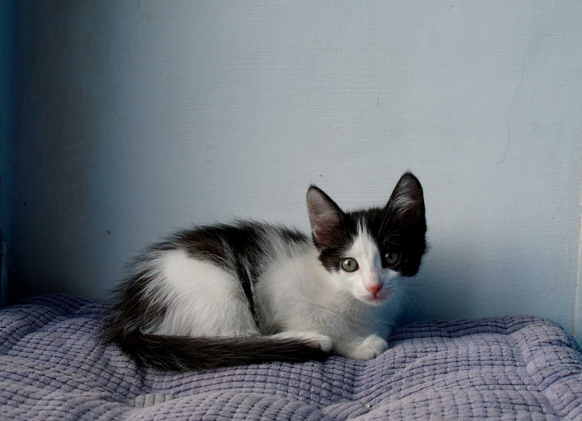 Отдам домашних котят