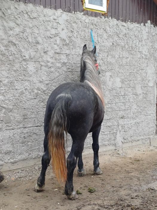 De vânzare iapă învârstă de patru ani foarte cuminte și curată pe pici