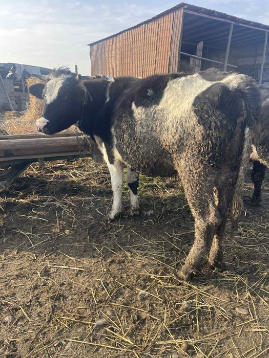 Vând 3 junici la prima fătare au 5-6 luni vițelul in ele fata de drept