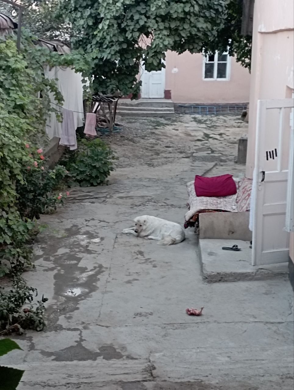 Янгийул шахриди Уй сотилади